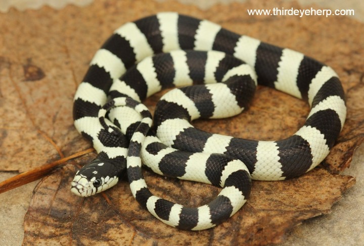 Victorville California Kingsnake